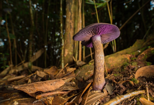 Объектив Laowa 15mm f4 Macro Canon EF