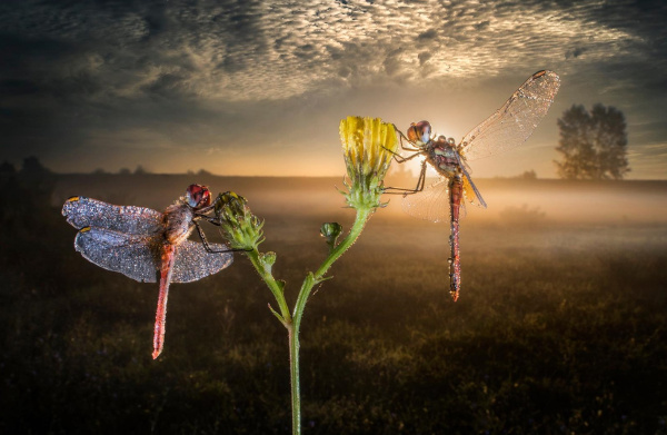 Объектив Laowa 15mm f4 Macro Canon EF